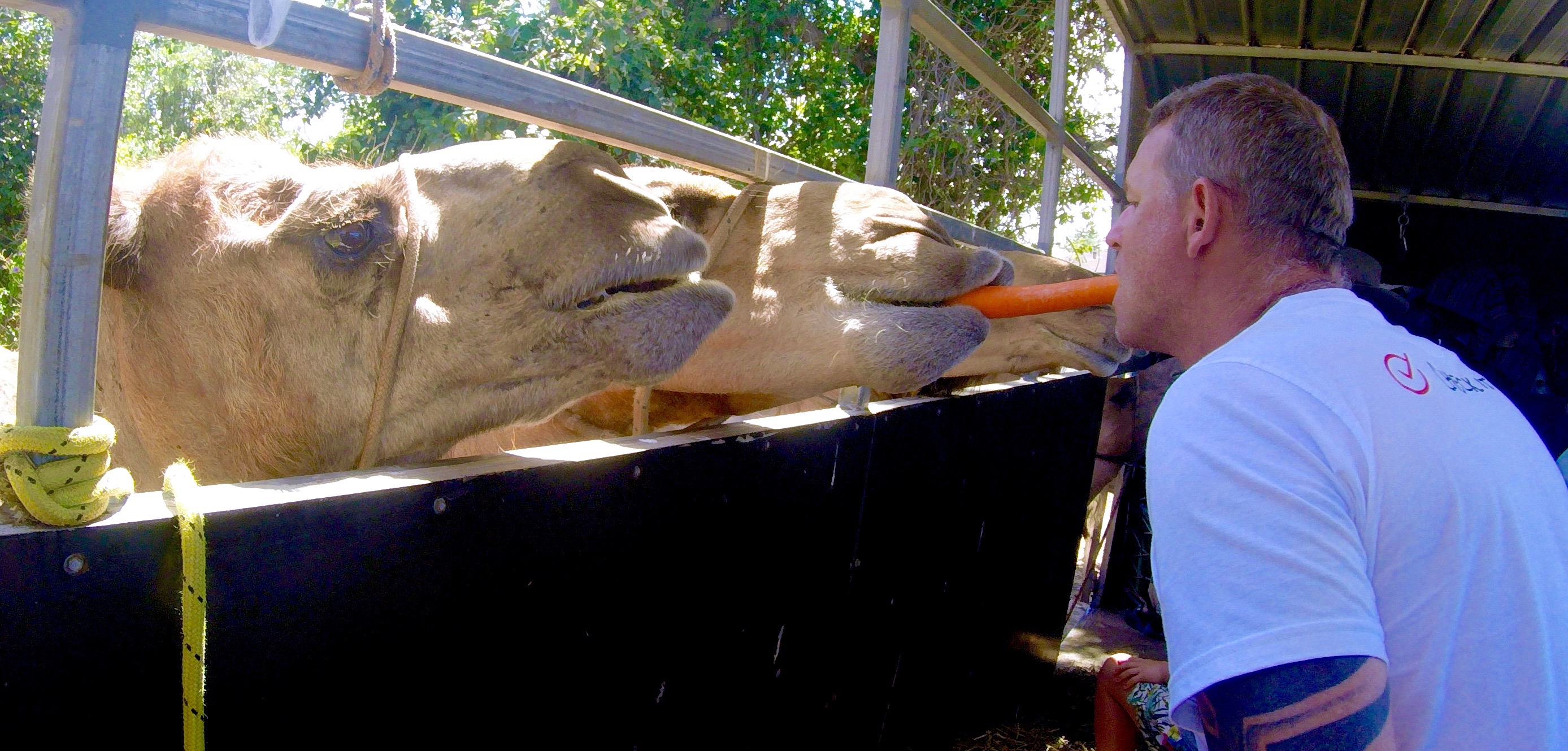 Lee feeds a camel