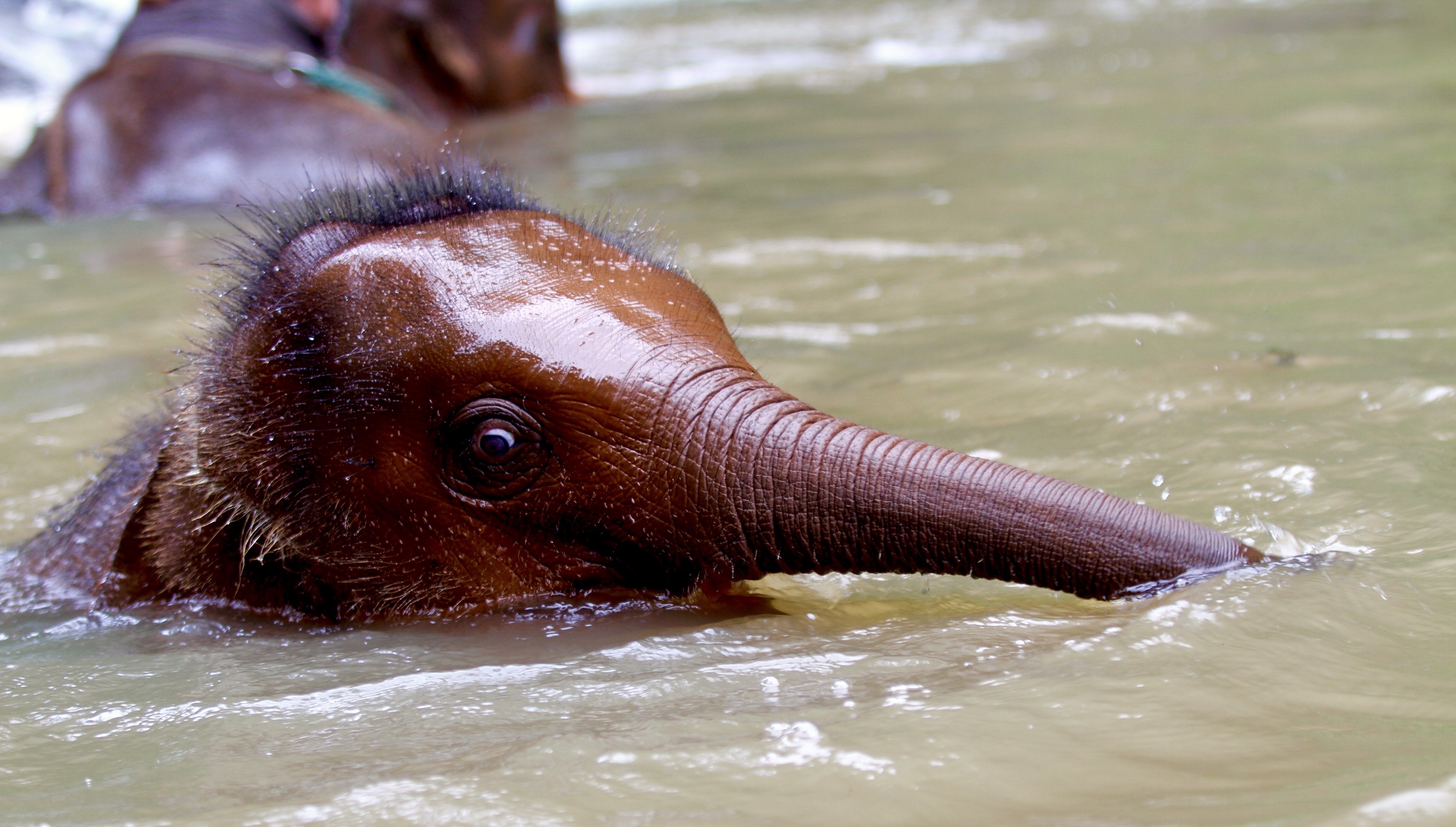 Baby elephant has a swim during my swimming with elephants adventure